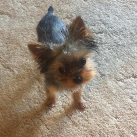 Meet your Posher, Kate - Picture 1 of 1